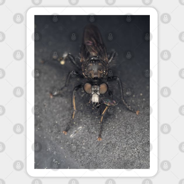 Robber fly (Asilidae) with prey Sticker by SDym Photography